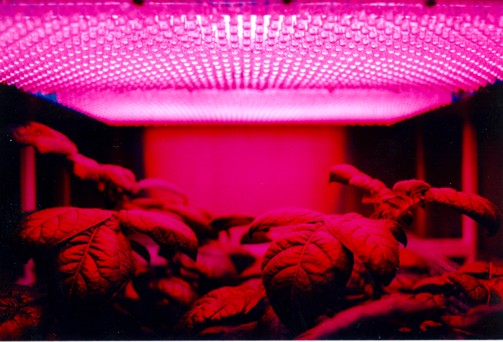 plant growth in space missions - Red Light Therapy News